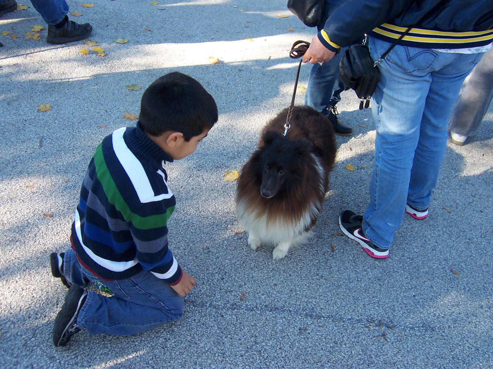 Dogs offer vets 'buddy,' calming influence